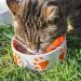 Croquettes de Chat