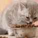 Alimentation Chaton